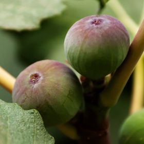 Olympian Figs growing