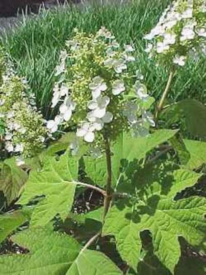 Photo of Pee Wee Hydrangea