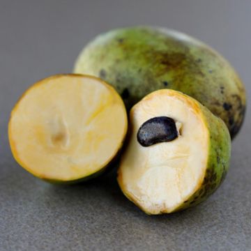 KSU Chappell Pawpaw fruit