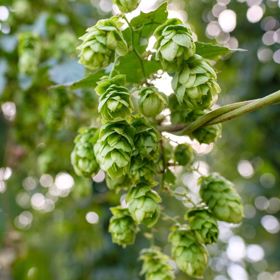 Nugget Hops Plant