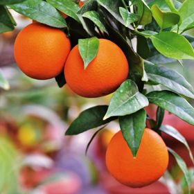 Navel Oranges