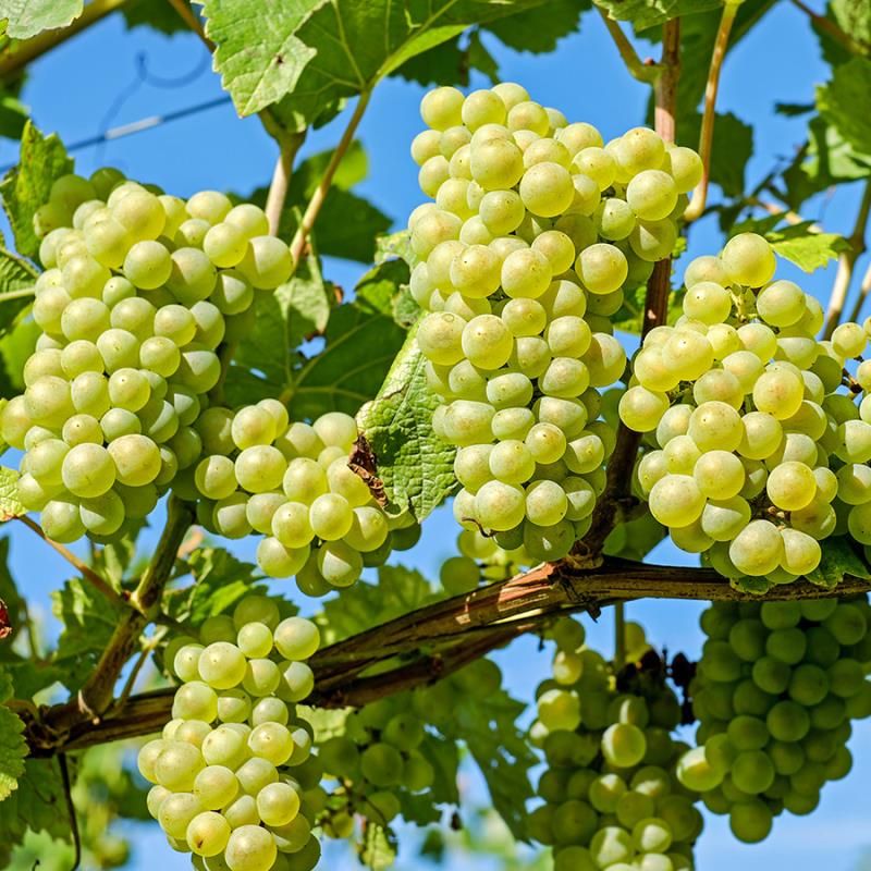 Niagara Grape Vine