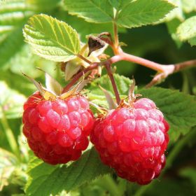 September Raspberries