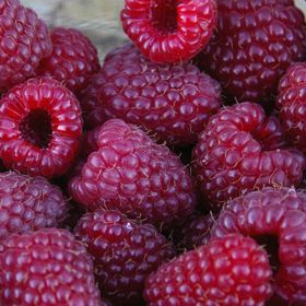 Brandywine Purple Raspberries