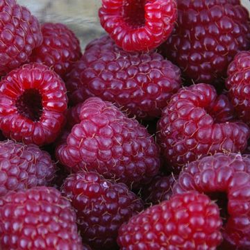 Brandywine Purple Raspberries