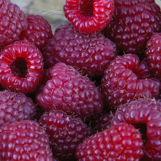 Brandywine Purple Raspberries