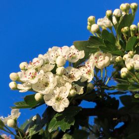 Washington Hawthorn tree blooms