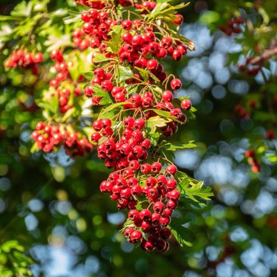 Washington Hawthorn Tree