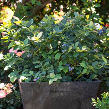 Bushel and Berry® Silver Dollar® Blueberries grown in a pot