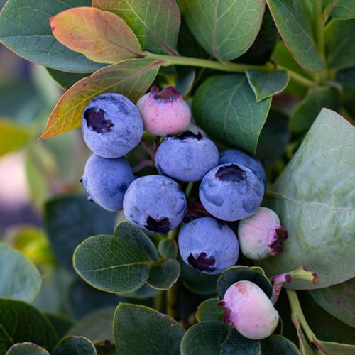 Bushel and Berry® Silver Dollar® Blueberries