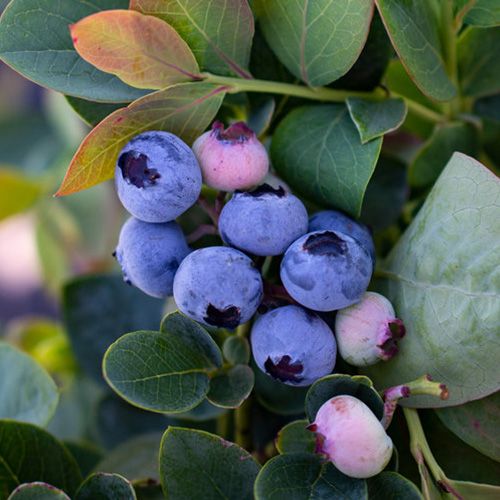Bushel and Berry® Silver Dollar® Blueberry Plant Stark Bro’s