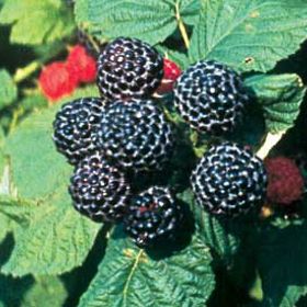 Photo of Jewel Black Raspberry Plant