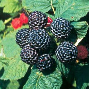 Photo of Jewel Black Raspberry Plant