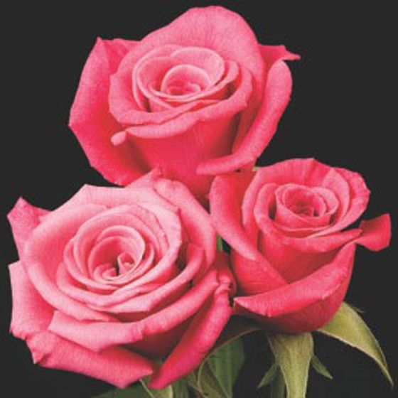 Photo of Deja Blu™ Mini-flora Rose