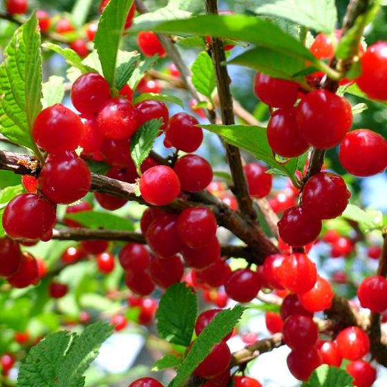 Nanking Bush Cherries ripening on tree