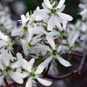 Saskatoon Serviceberry blooms