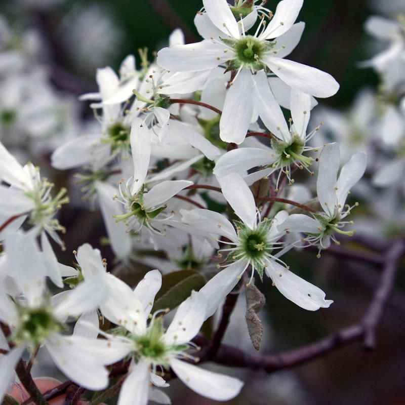 Saskatoon Serviceberry Tree Stark Bro’s