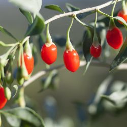 Photo of Crimson Star™ Goji