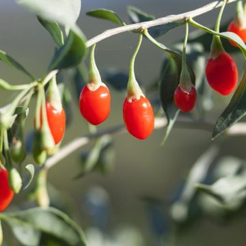 Crimson Star™ Goji berries