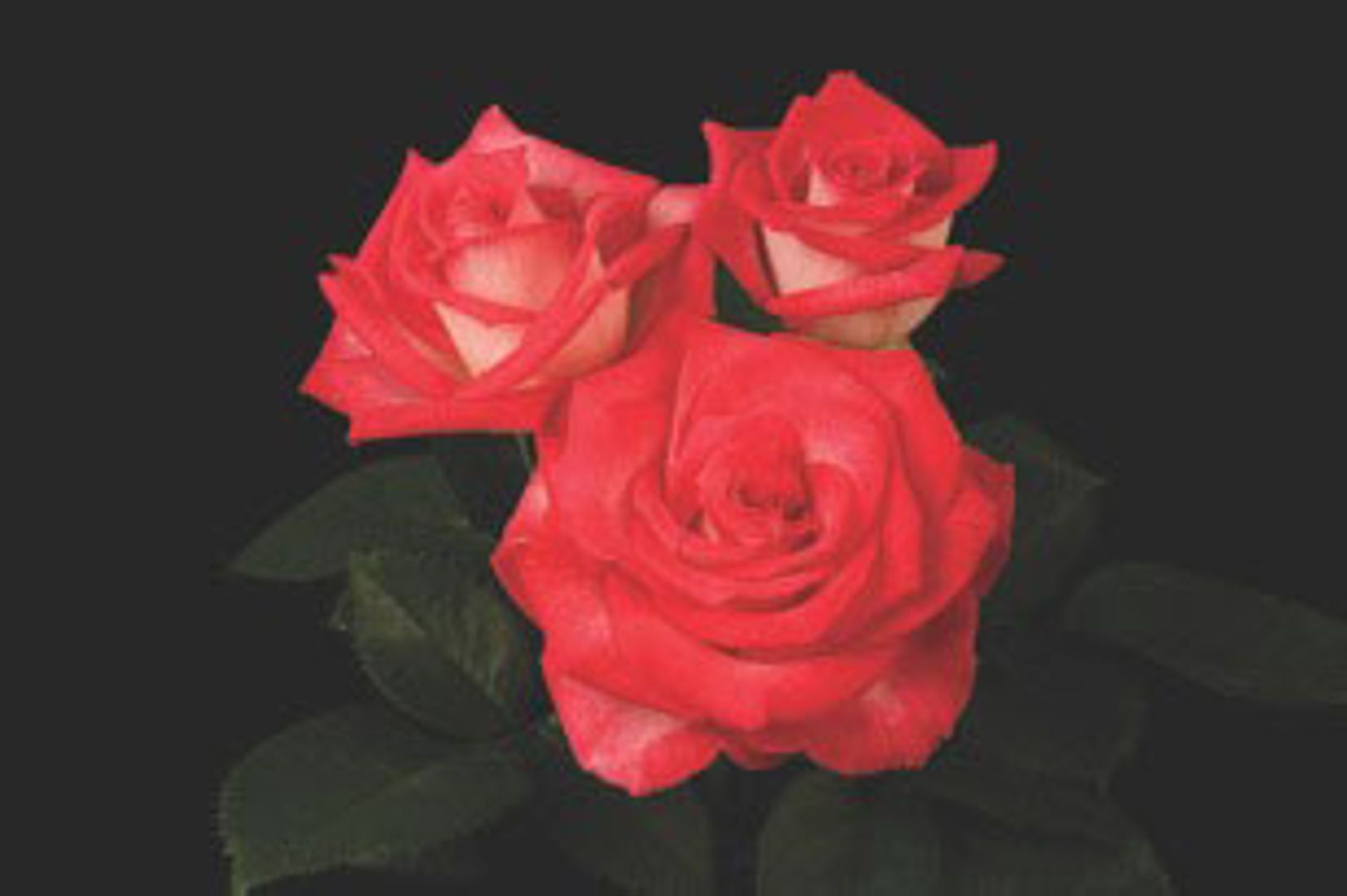 Double Take™ Mini-flora Rose - Stark Bro's