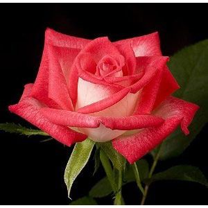 Photo of Double Take™ Mini-flora Rose