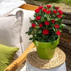 Petite Knock Out® Rose in small pot