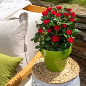 Petite Knock Out® Rose in small pot