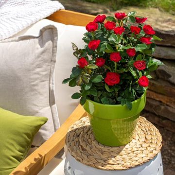 Petite Knock Out® Rose in small pot