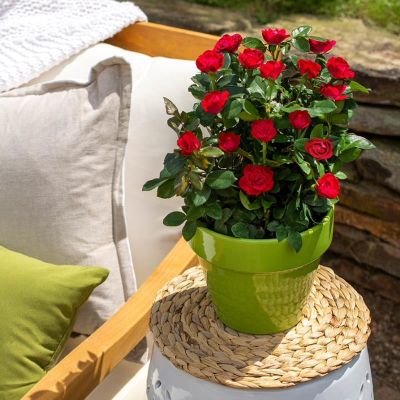 Petite Knock Out® Rose in small pot
