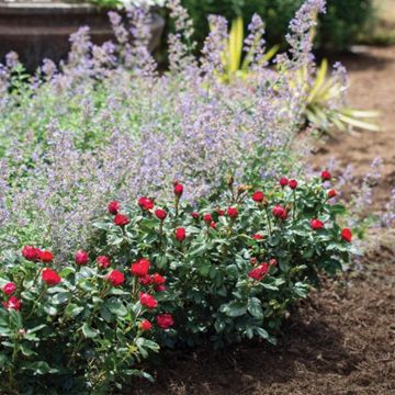 Petite Knock Out® Roses in landscape