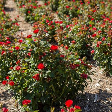 Petite Knock Out® Roses in bloom