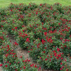 Petite Knock Out® Roses growing in a garden