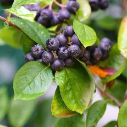 McKenzie Black Aronia berries