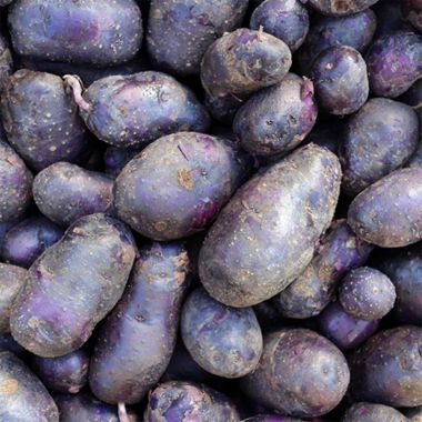 Caribe Seed Potatoes