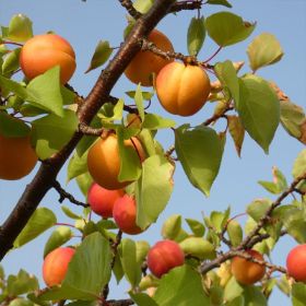 Chinese Apricot Tree bearing fruit