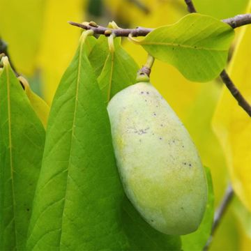 KSU-Benson™ Pawpaw Tree with fruit