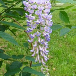 Photo of Blue Moon Wisteria