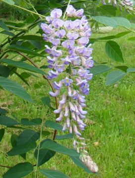 Photo of Blue Moon Wisteria