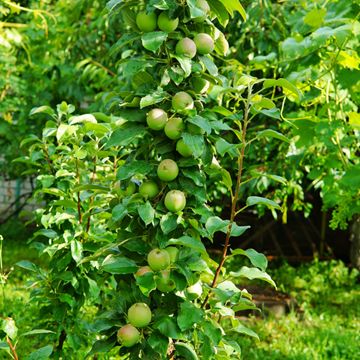 Golden Sentinel™ Columnar Apple Tree