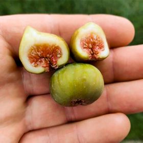 Little Ruby Fig fruit