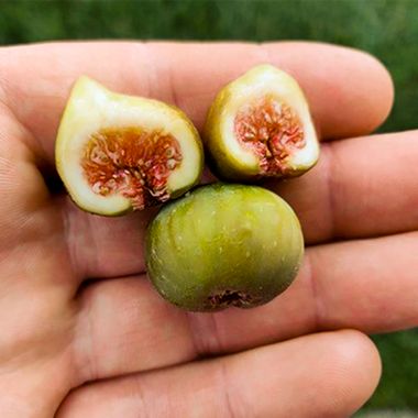 Q: Why are my Figs so Small?  All About the Size of Figs 