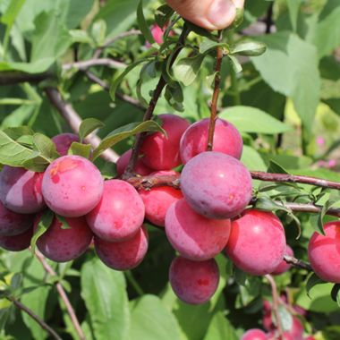 Ruby Sweet Plums growing on tree