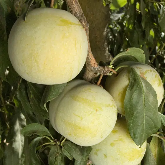 Flavor Queen Pluot® Tree - Stark Bro’s