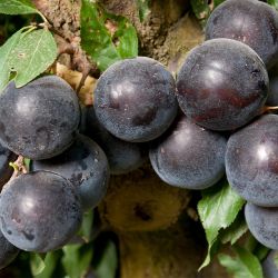 Photo of Sprite Cherry Plum