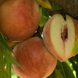 Babcock Peaches