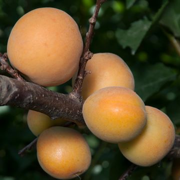 Blenheim Apricots