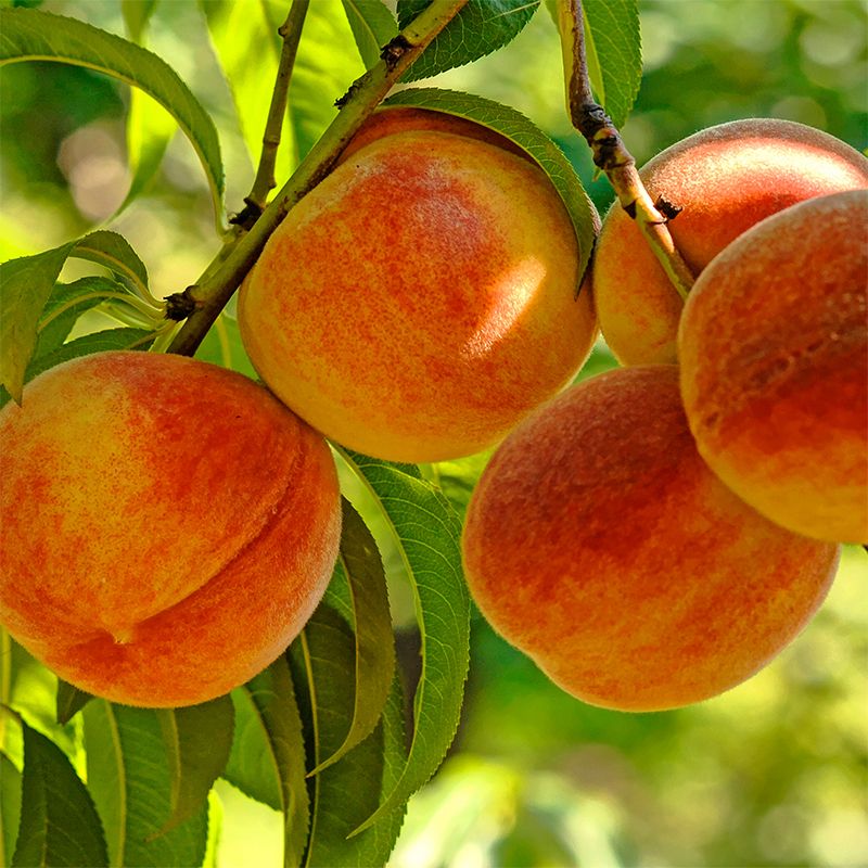 Fresh Nectapie Nectarines - Shop Peaches, Plums & Apricots at H-E-B