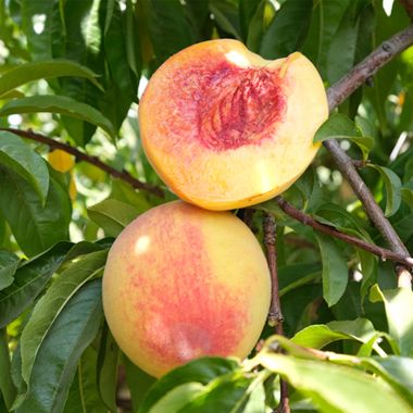 Gleason Early Elberta Peaches
