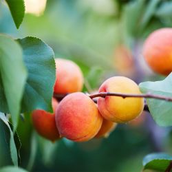Wenatchee Moorpark Apricots