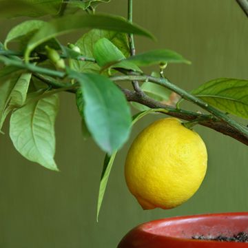 Meyer lemon growing